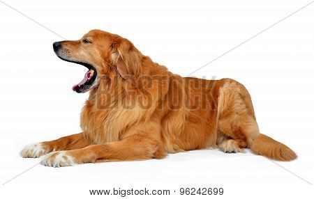 Hovawart dog