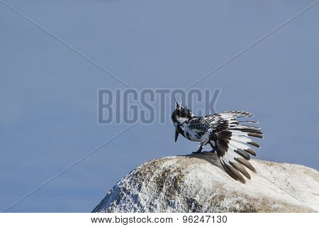 Pied Kingfisher Bird In Pottuvil, Sri Lanka