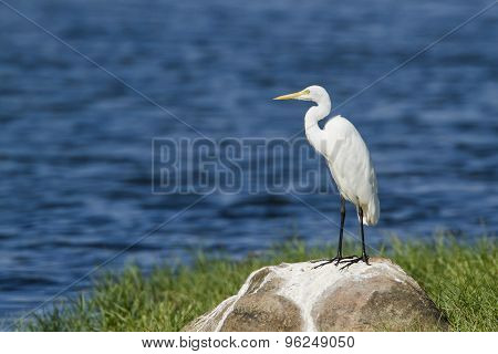 Intermediate Egret In Pottuvil, Sri Lanka
