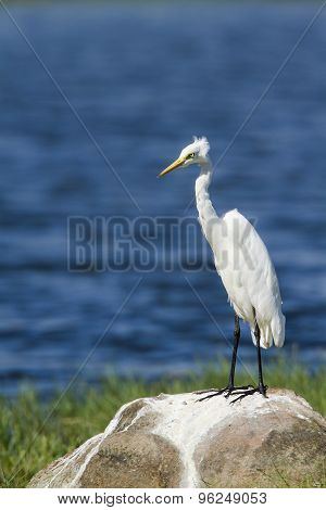 Intermediate Egret In Pottuvil, Sri Lanka