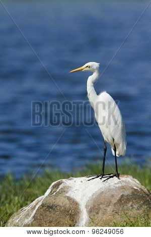 Intermediate Egret In Pottuvil, Sri Lanka