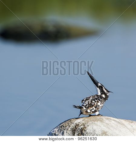 Pied Kingfisher Bird In Pottuvil, Sri Lanka