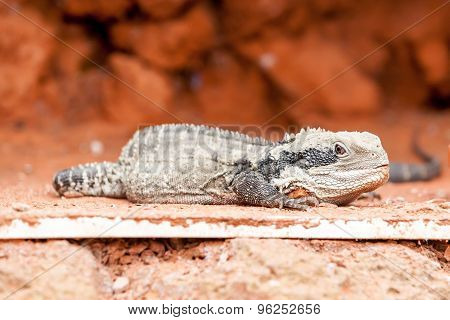 Lizard