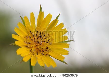 Close-up Flower (crepis Vesicaria)