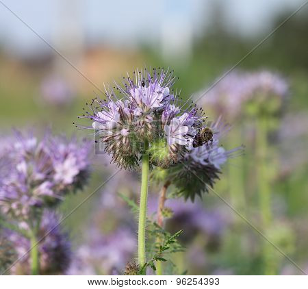 Close-up Of  Phacelia  Flower (phacelia Tanacetifolia) And Flying Honeybee