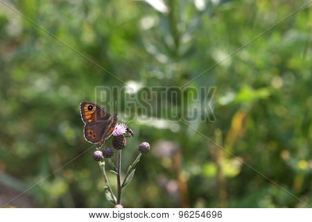 Woodland Ringlet (erebia Medusa) Sits On A Bloom Thistle (cardus Crispus)