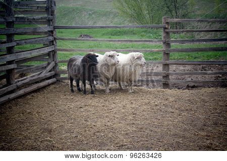 beautiful young sheep on a farm outside the fence
