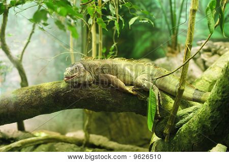 Iguana