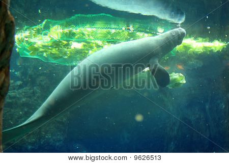 Manatee