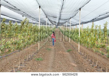 Woman In Modern Orchard
