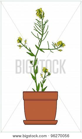 Potted Plant. Houseplants. Vector.