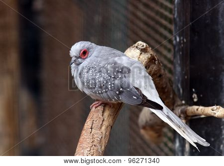 Diamond Turtledove - Geopelia Cuneata