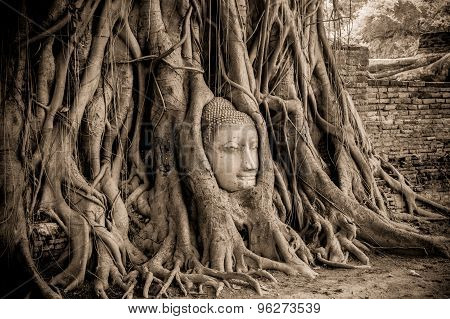Buddha Head In Tree