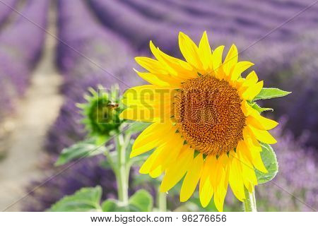 Sunflower and Lavender field