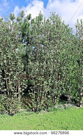 Columnar Apple Trees In The Spring Garden