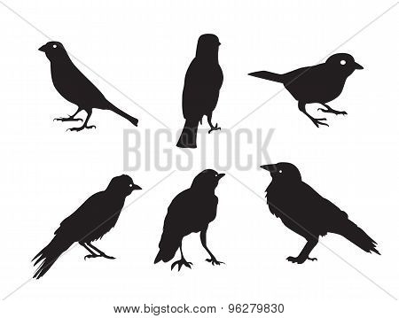 Birds Silhouettes Isolated on White Vector Illustration