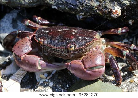 Purple Shore Crab - Hemigrapsus nudus