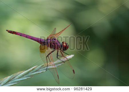 Selys Dragonfly