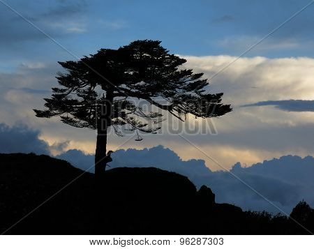 Wind Blown Tree And Dramatic Sky