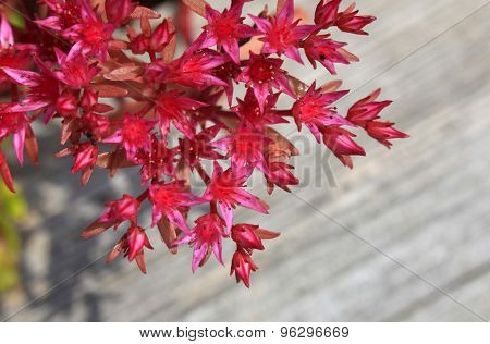 Red small flowering bush on wood board