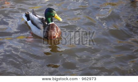 Gråand og vand