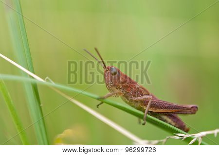 Grasshopper On Leaf