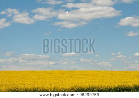 Rapeseed Field