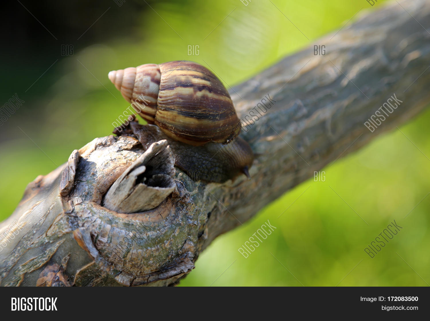 O'ahu Tree Snail. O? Image & Photo (Free Trial) Bigstock
