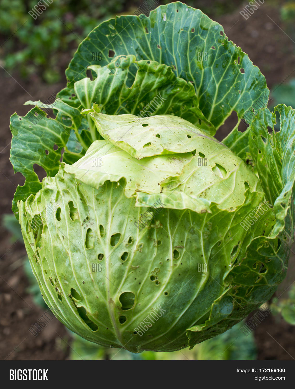 Cabbage Head Holes Image & Photo (Free Trial) Bigstock