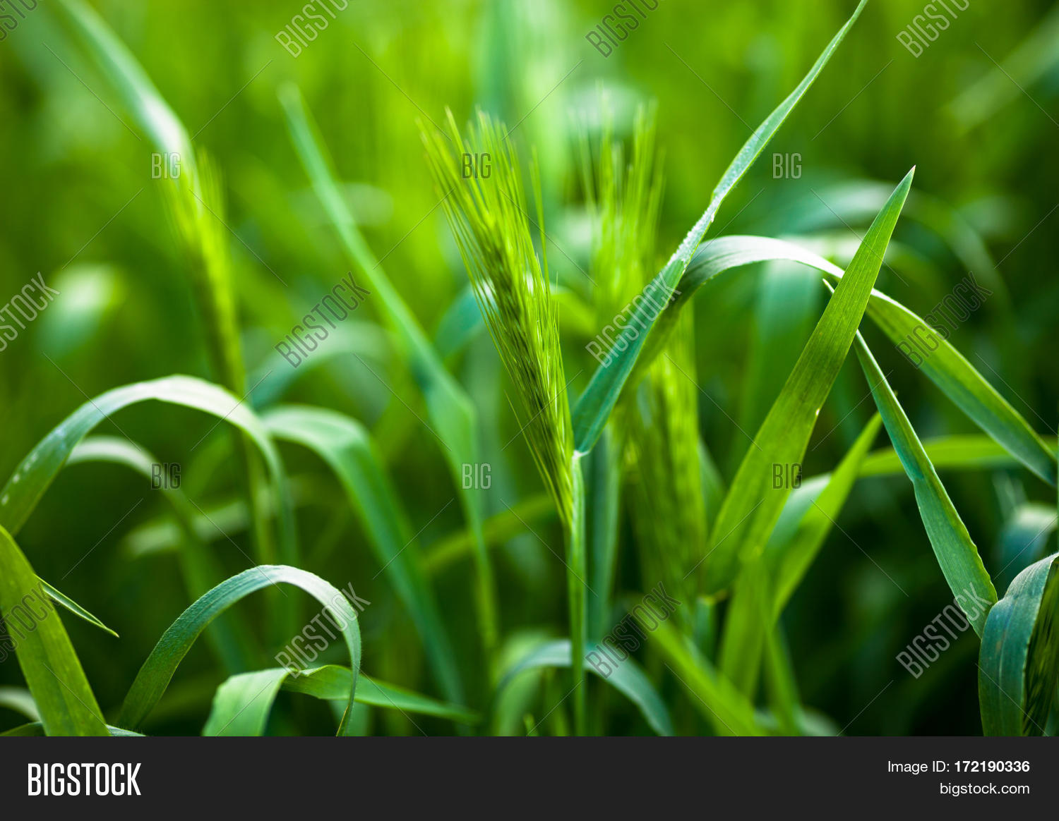 Barley Grass Wall Image & Photo (Free Trial) Bigstock
