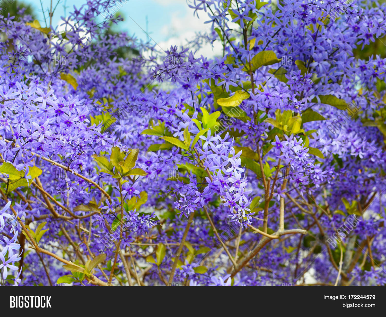 Queen's Wreath Vine Image & Photo (Free Trial) Bigstock