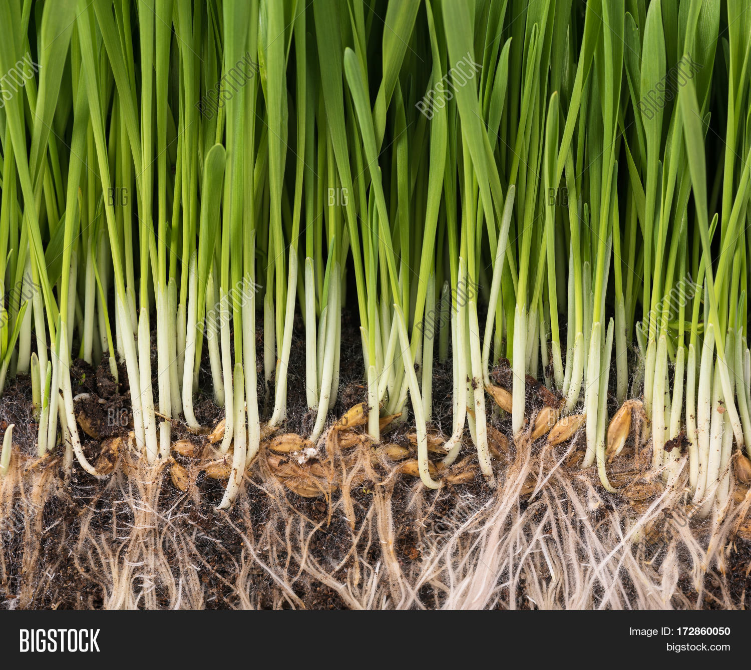 Bright Green Grass Image & Photo (Free Trial) Bigstock
