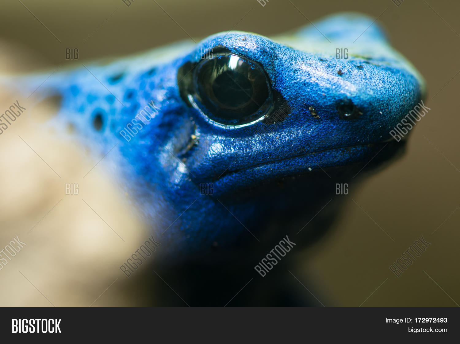 Blue Poison Dart Frog Image & Photo (Free Trial) Bigstock