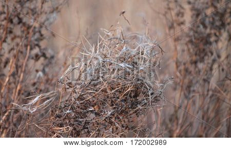 strand plante med edderkop spind en varm morgen