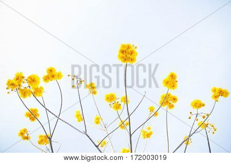 Yellow cotton flowers Silk Cotton flowers Tree beautiful in sky