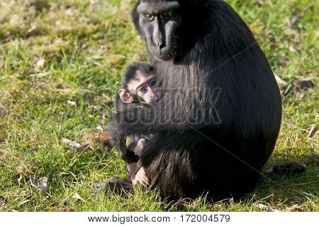 Chimpansee Mother And Baby