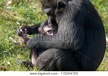 Chimpansee Mother And Baby