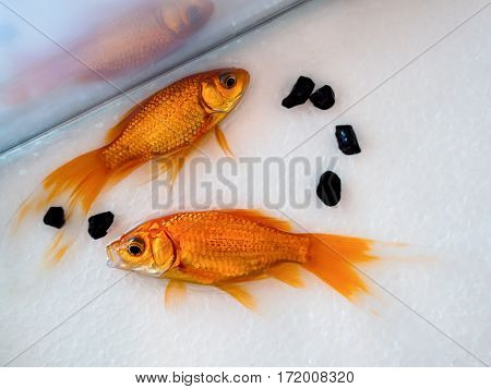fish in the aquarium anhydrous. Fish dying.