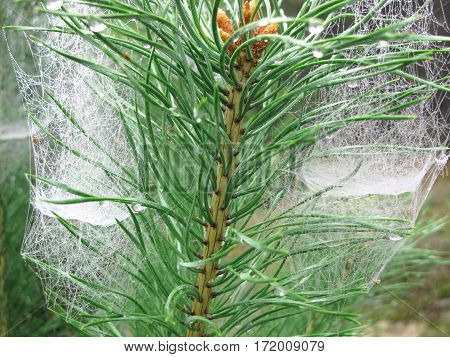 Cobweb on a branch. Gossamer hangs on the branch of a pine as a white, lightweight, transparent fabric.
