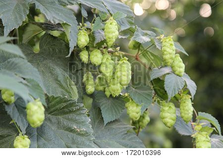 Close up of hop umbels on a plant