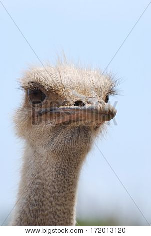 Great view of the face of a common ostrich in Aruba.