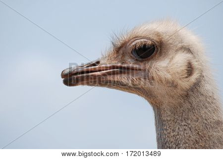 Blue sky on a common ostrich with a long neck.