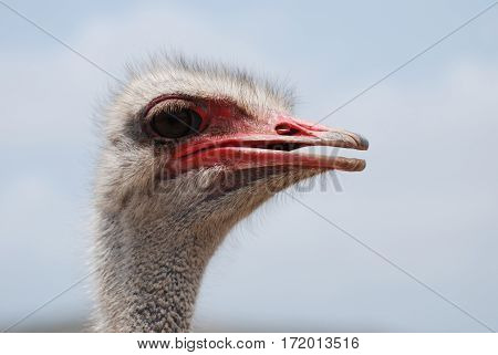 Red coloring on the bill of an ostrich in Aruba.