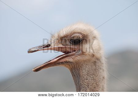 Amazing ostrich with his beak open making lots of noise.