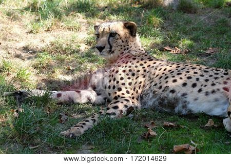 Cheetah; Acinonyx jubatus