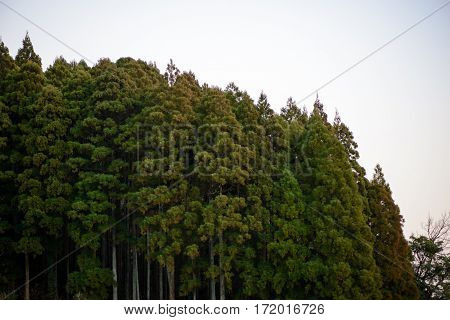 Wide angle view of a forest of cedar trees against a white evening sky. Nobeoka Kyushu Japan. Travel and nature concept.