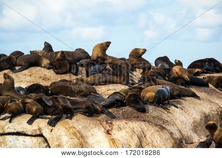 Fur seals at Seal Island Hout Bay South Africa