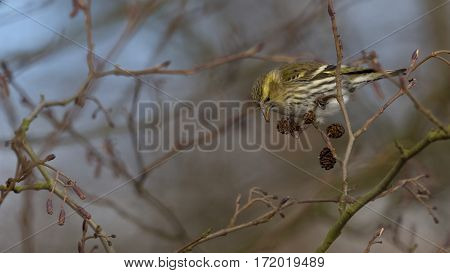 Eurasian Siskin eats seeds from cones - Carduelis spinus