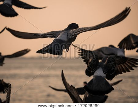 Group Of Pigeon Bird Flying By The Sea