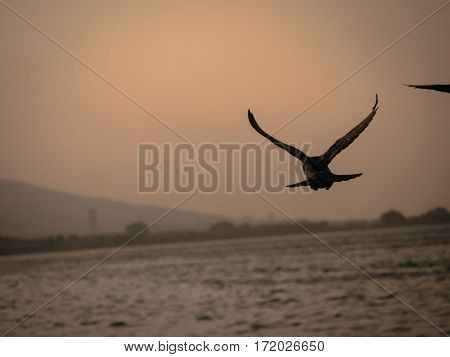 One Pigeon Bird Flying By The Sea